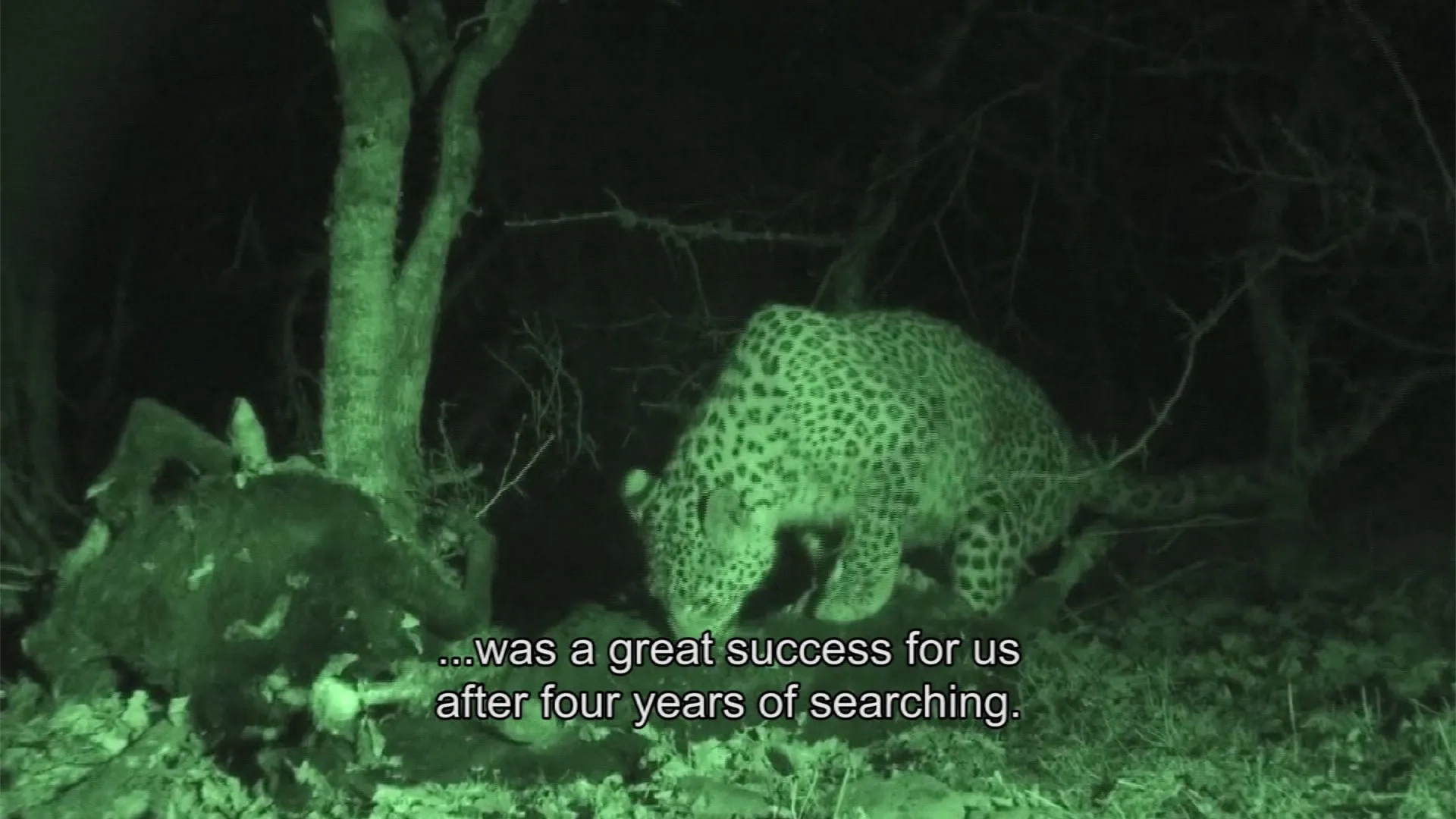 In Search for the Persian Leopard (2011)