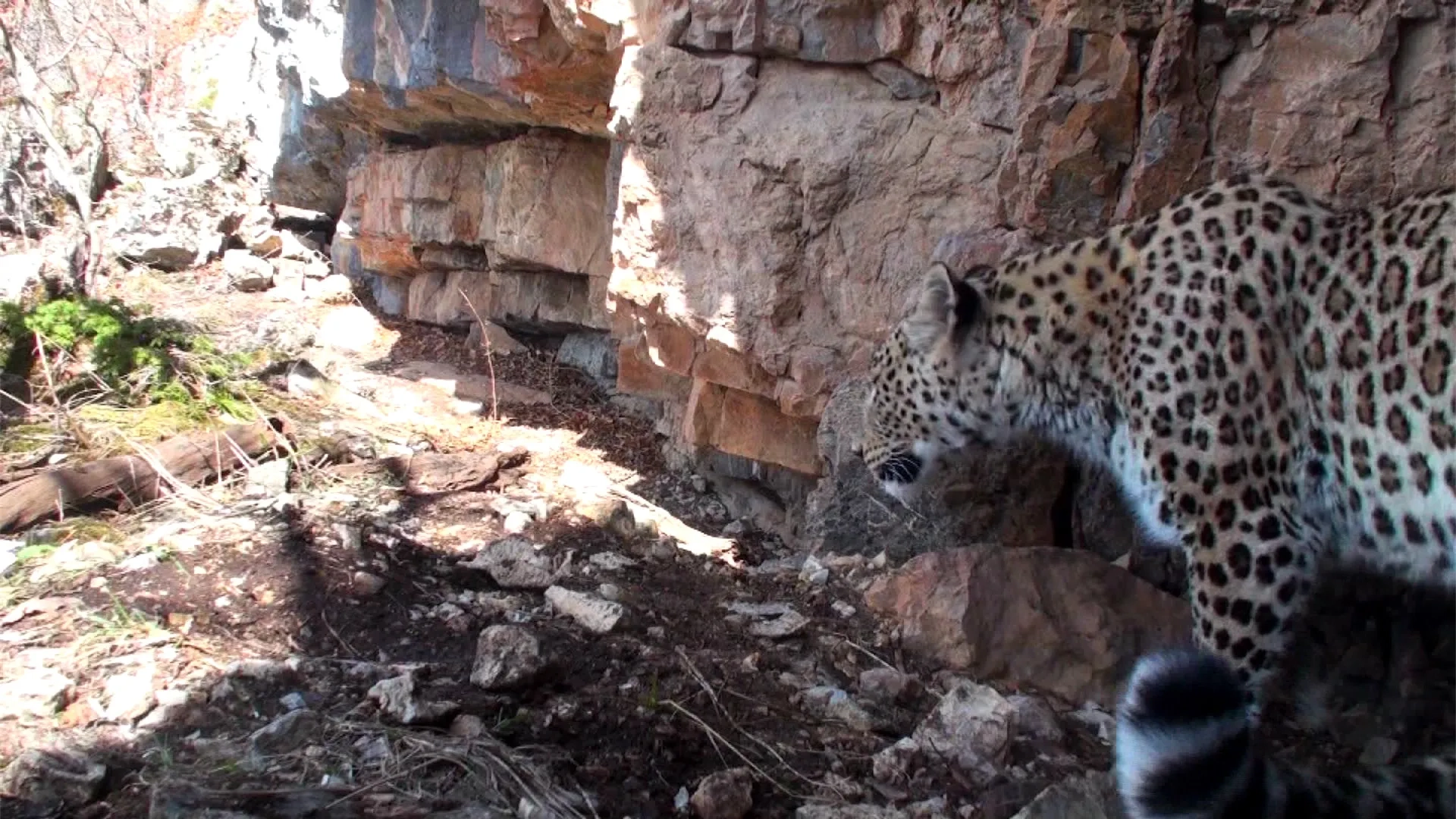 In Search for the Persian Leopard (2011)