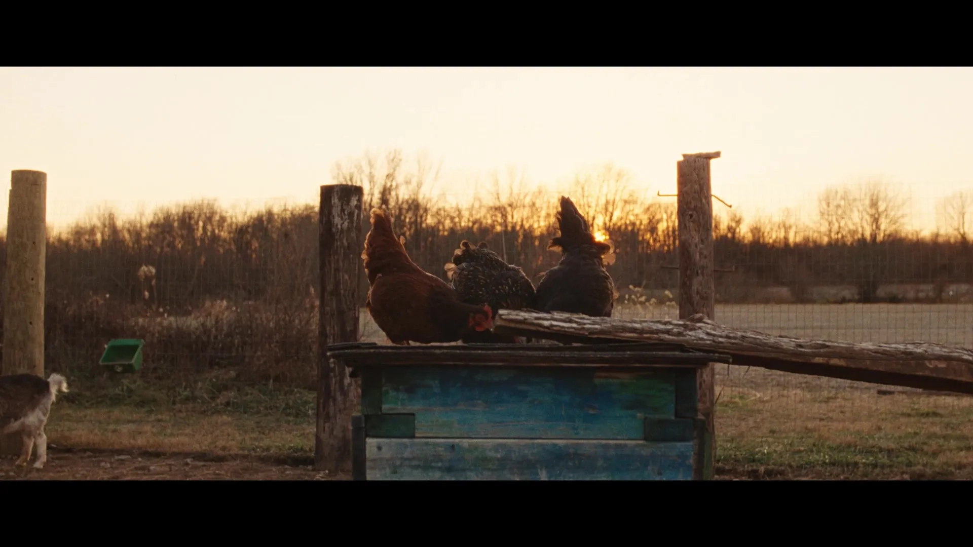 Nutcrackers (2024)