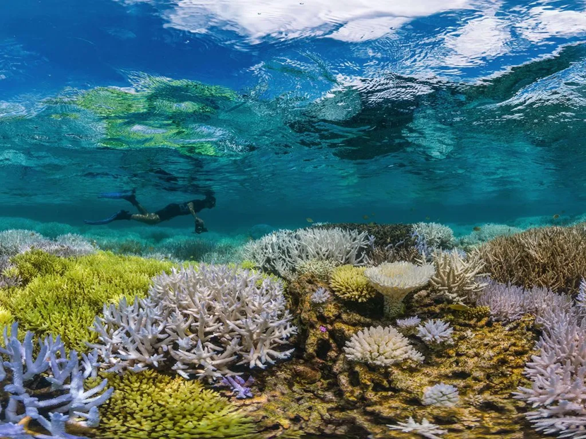 Chasing Coral (2017)