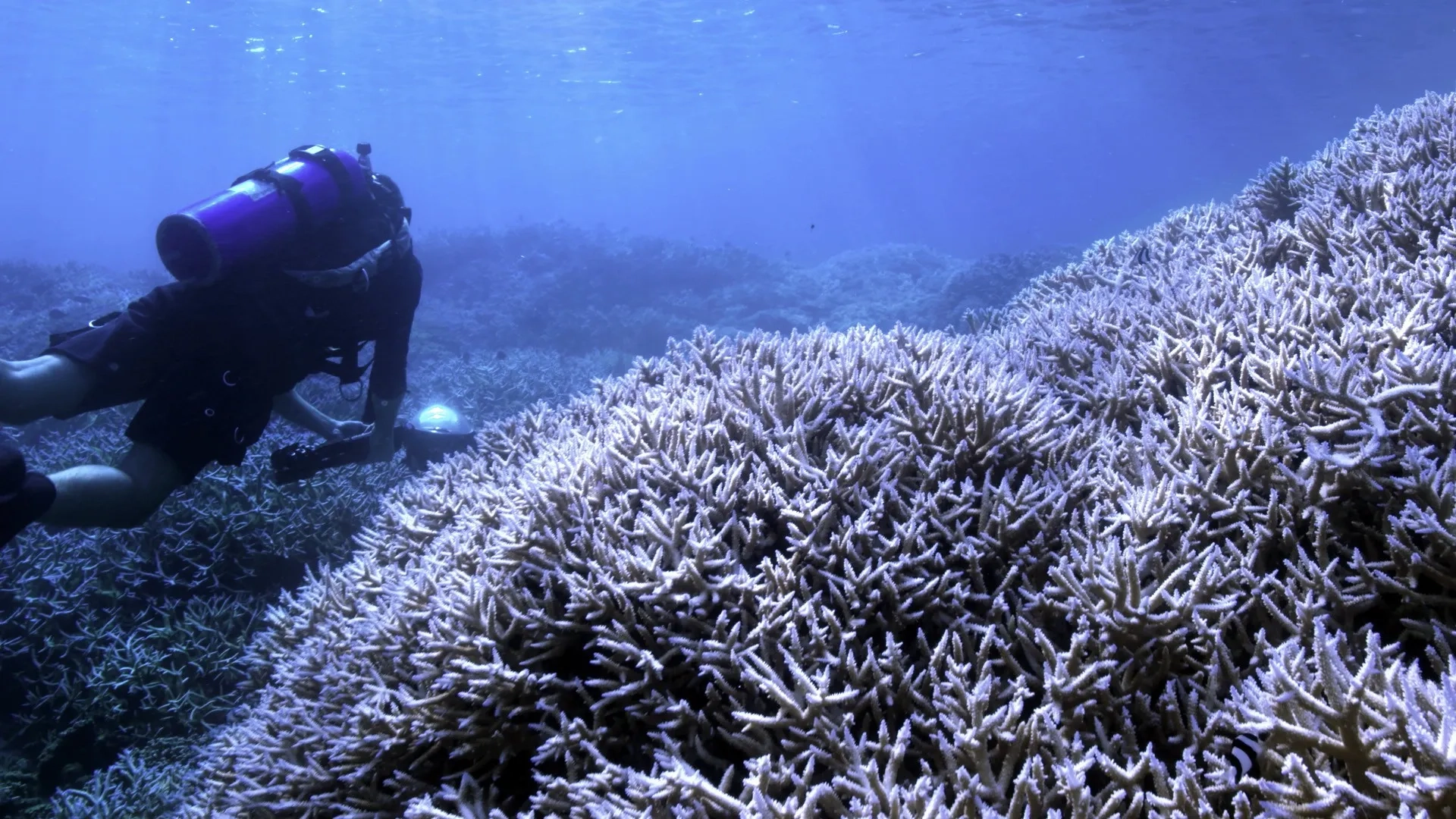 Chasing Coral (2017)