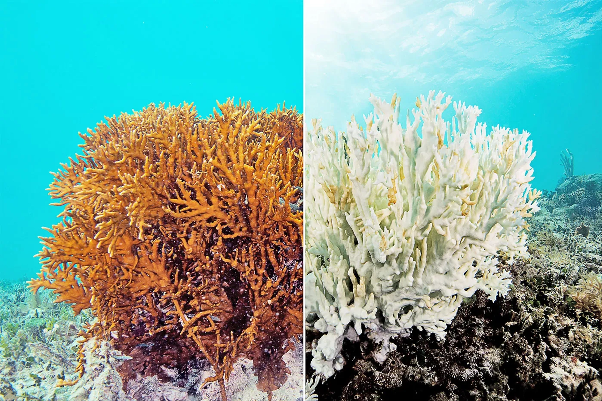 Chasing Coral (2017)