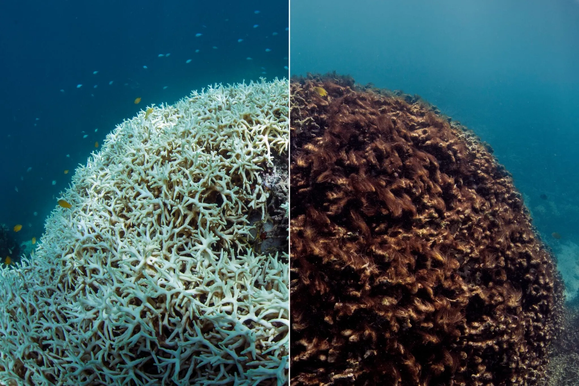 Chasing Coral (2017)
