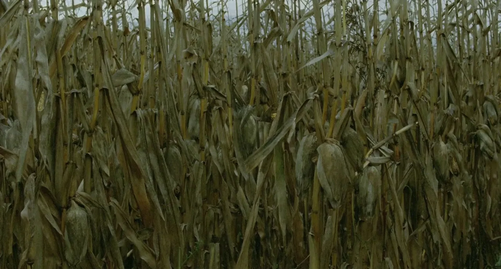 Tom at the Farm (2013)