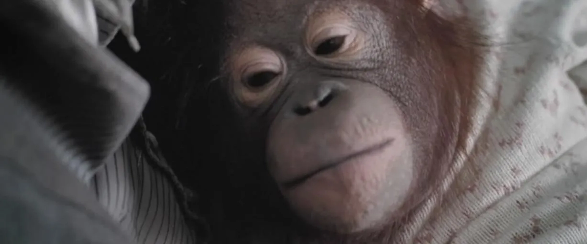 فیلم آفرینش (Creation 2009)