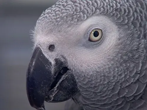 مستند حیوانات باهوش (Super Smart Animals 2012)
