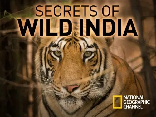مستند راز شیرهای بیابانی هند (Secrets of Wild India 2012)