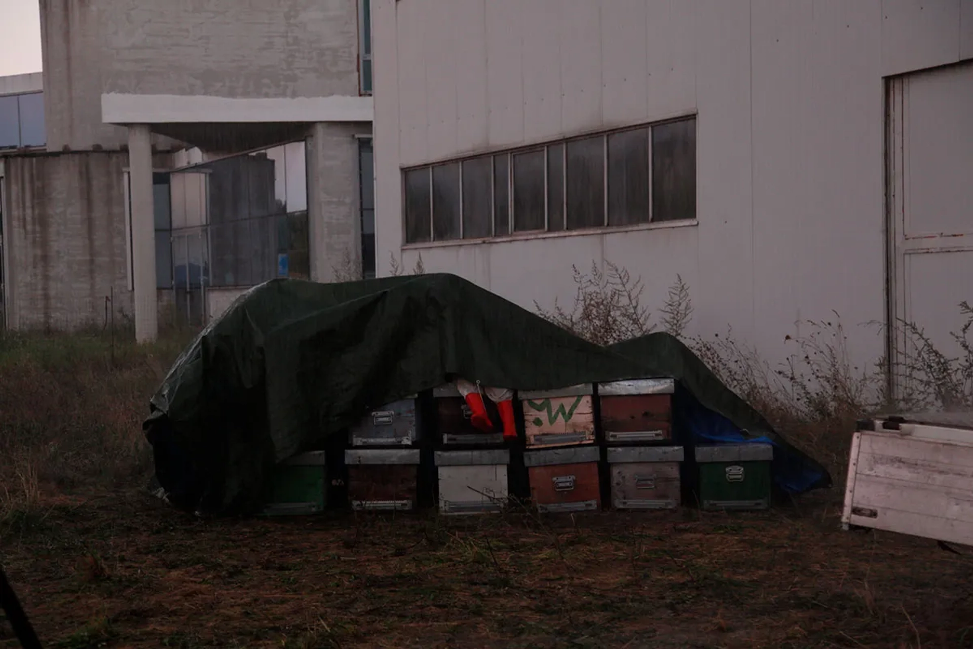 The Wonders (2014)