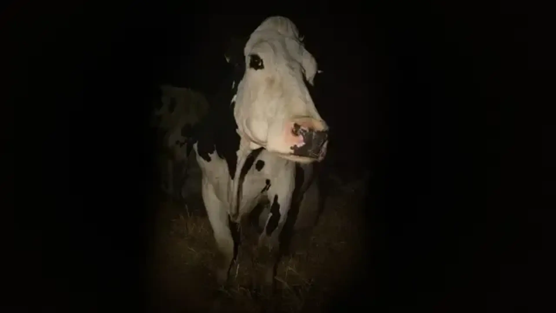 مستند گاو (Cow 2021)
