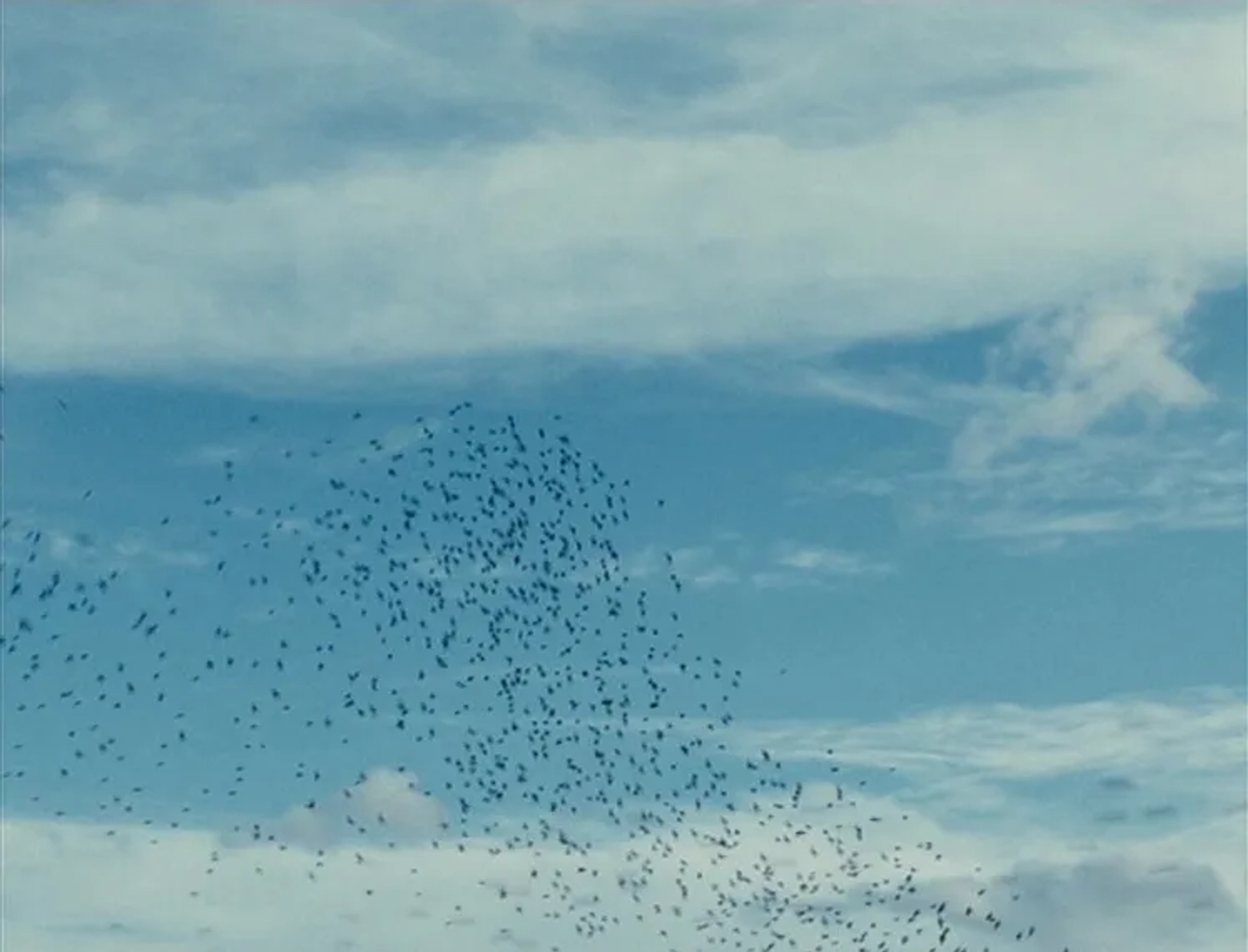 Fish Tank (2009)
