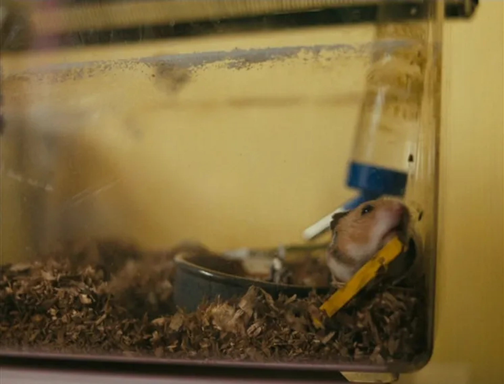 Fish Tank (2009)