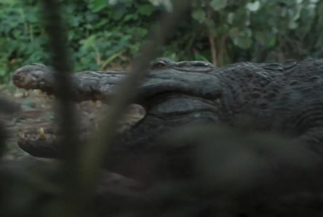 The Bayou (2025)