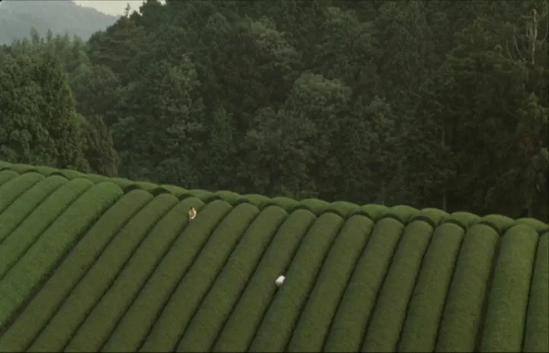 Machiko Ono and Shigeki Uda in The Mourning Forest (2007)