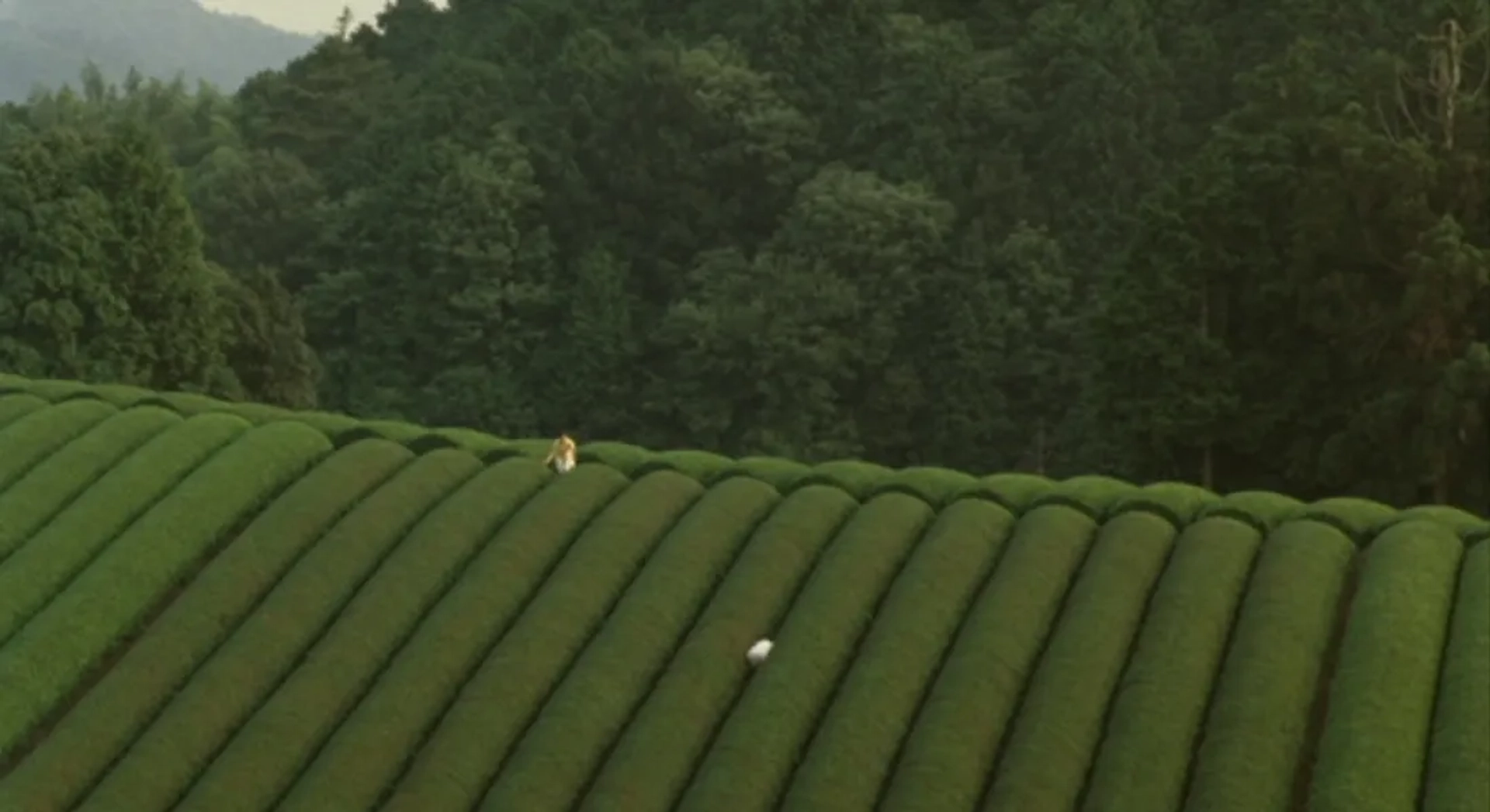 The Mourning Forest (2007)