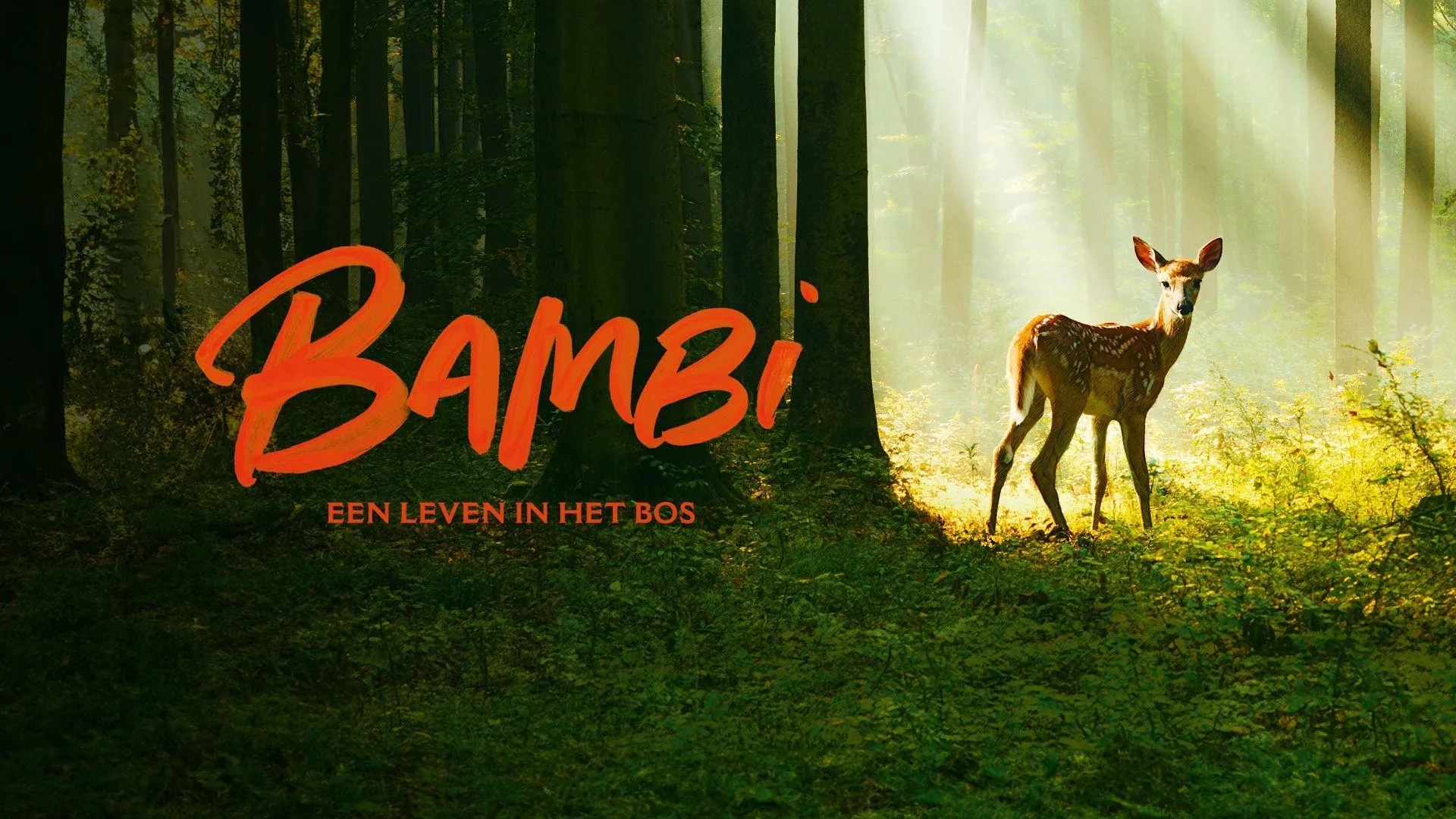 تریلر مستند بامبی داستانی از زندگی در جنگل Bambi A Tale of Life in the Woods ۲۰۲۴