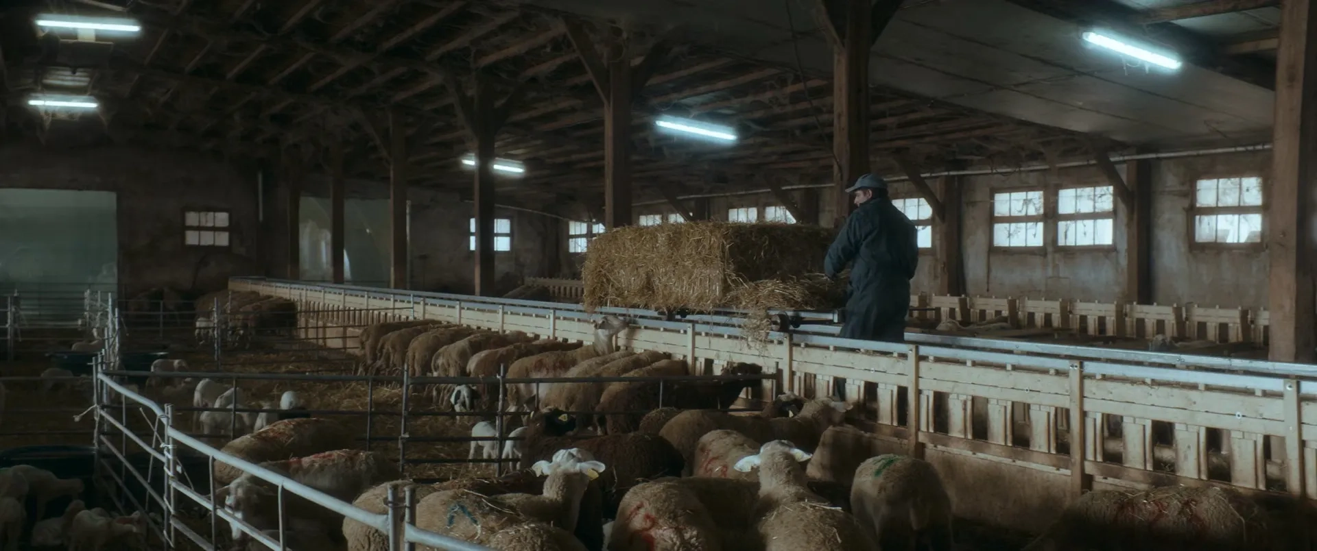 Only the Animals (2019)