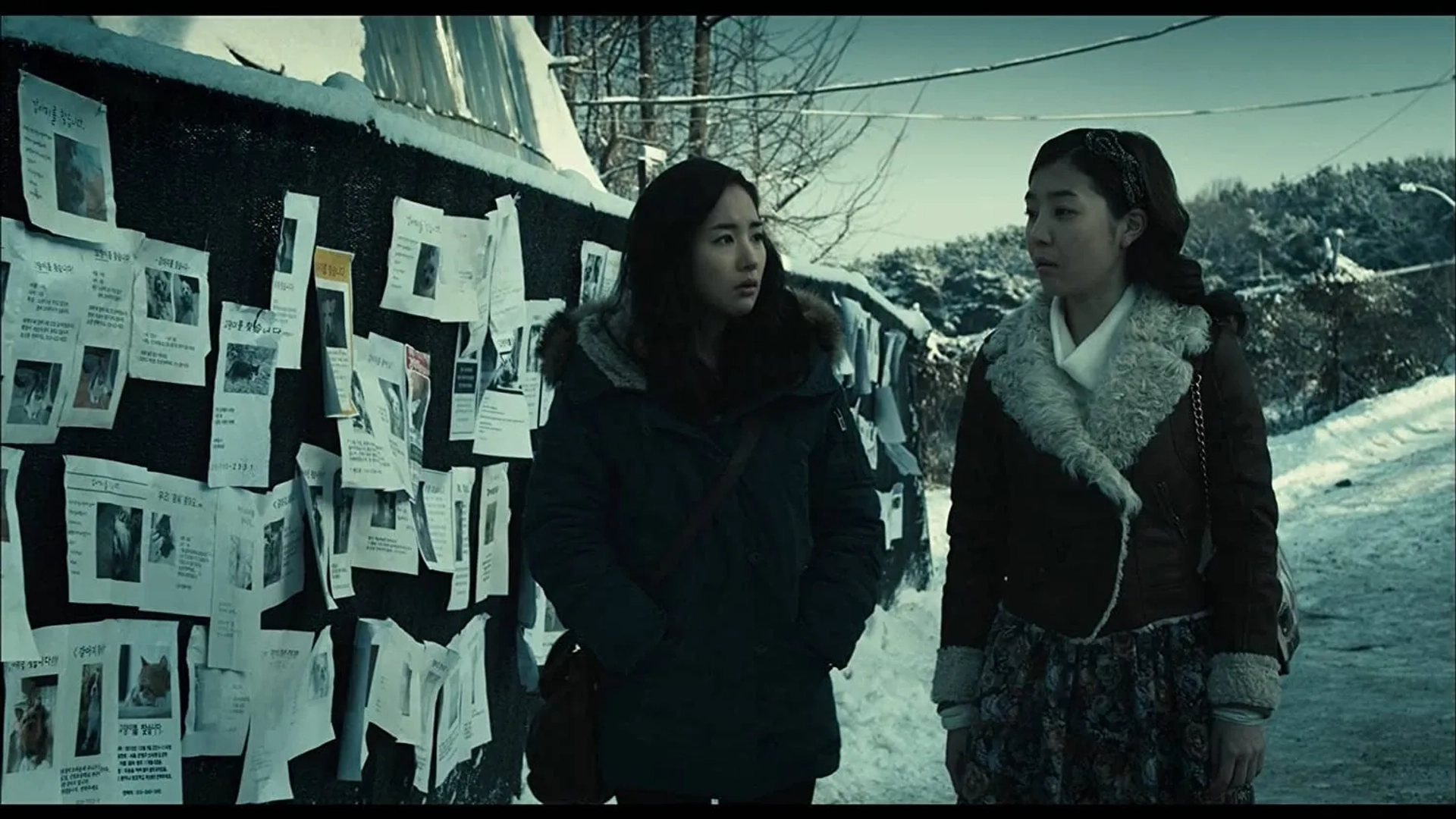 The Cat (2011)