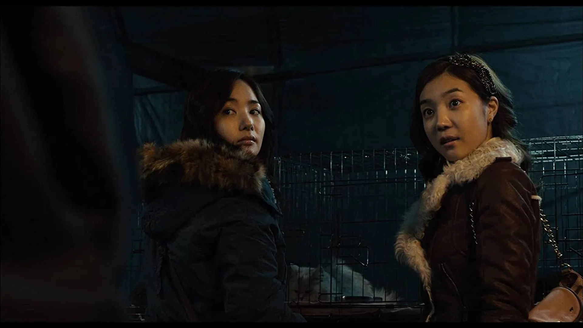 The Cat (2011)