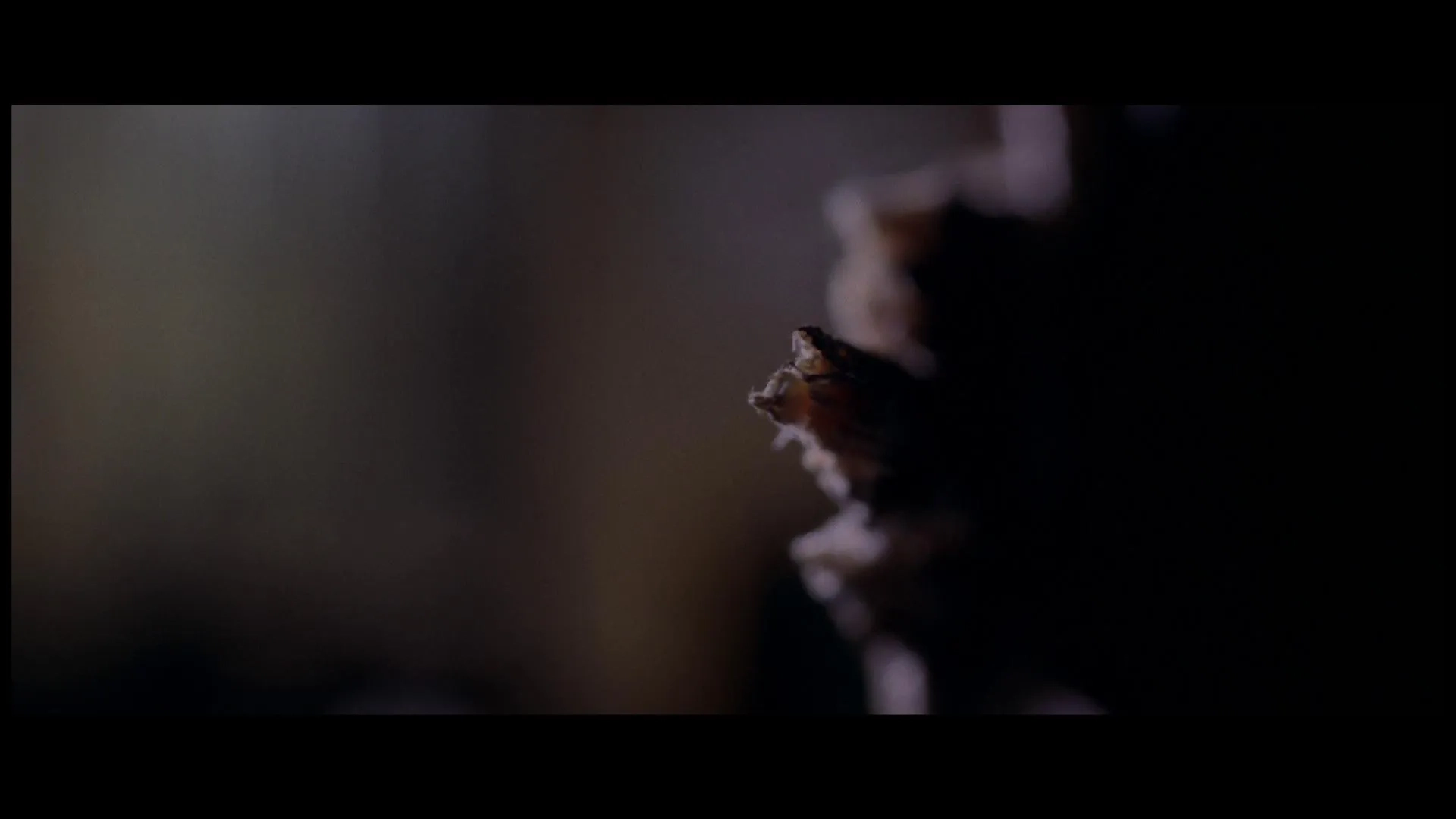 Zombie (1979)