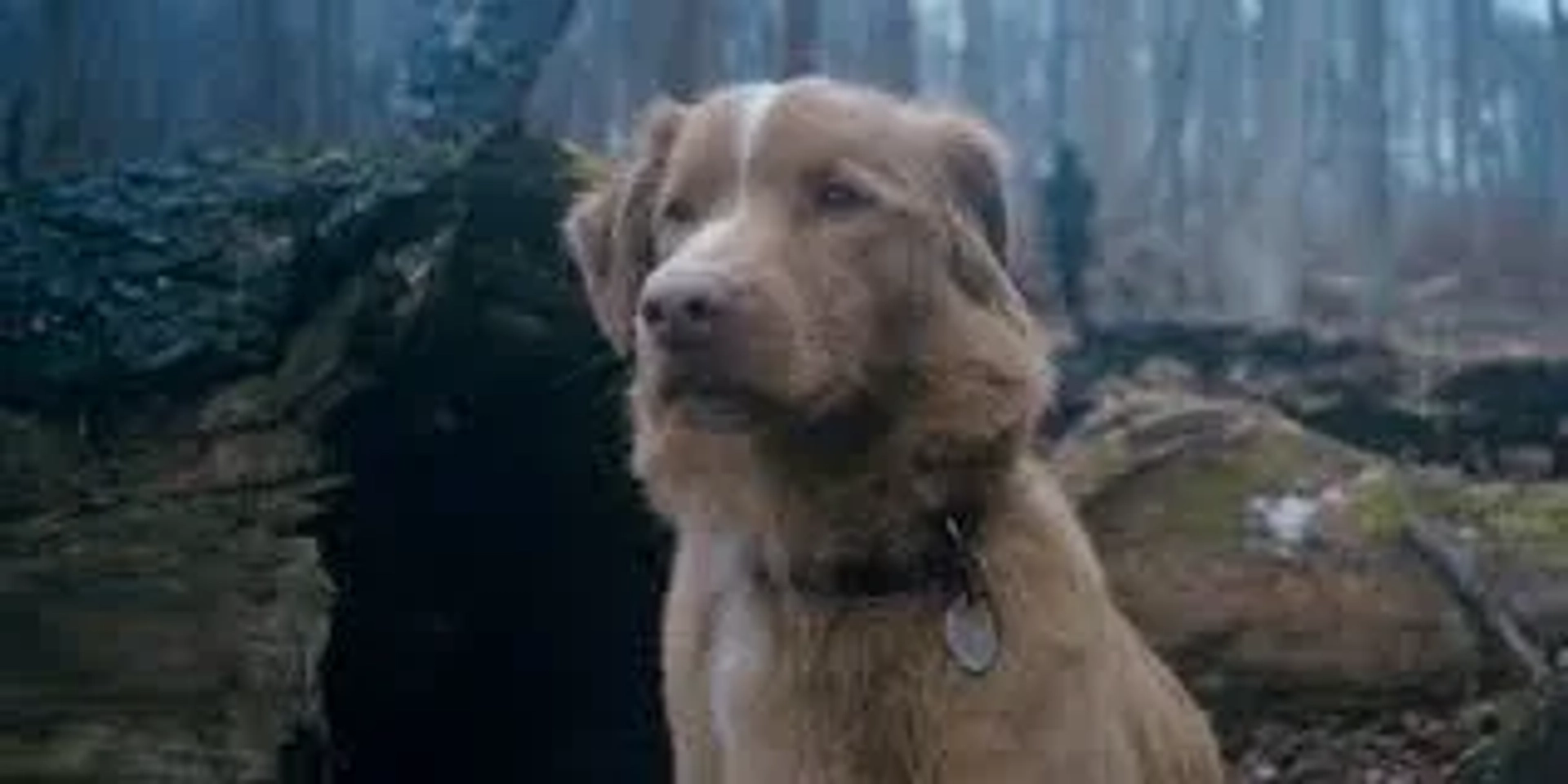 فیلم پسر خوب (Good Boy 2025)
