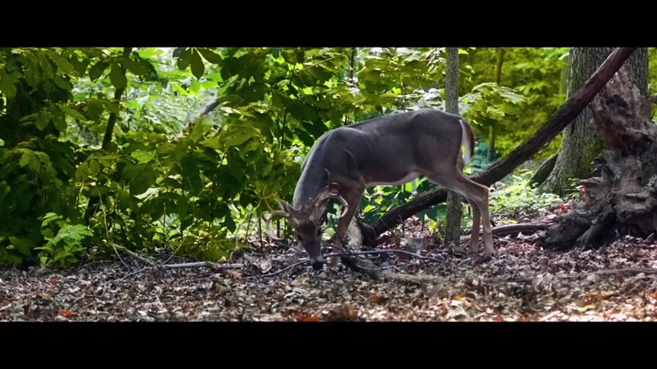 تریلر فیلم فصل شکار ۲۰۲۵ Hunting Season