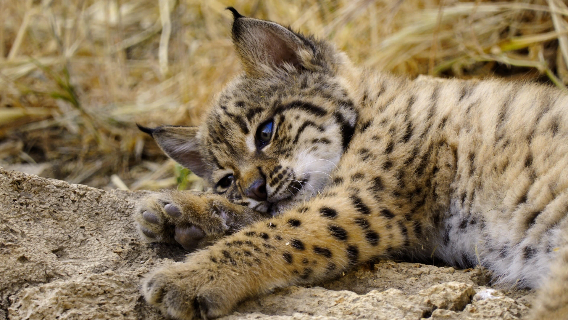 مستند متولد حیات وحش (Born to be Wild 2025)