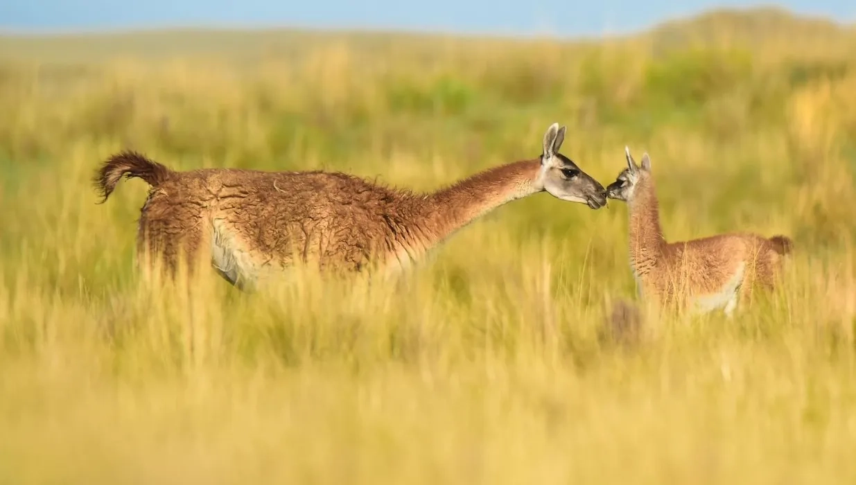 مستند والدین بودن (Parenthood 2025)