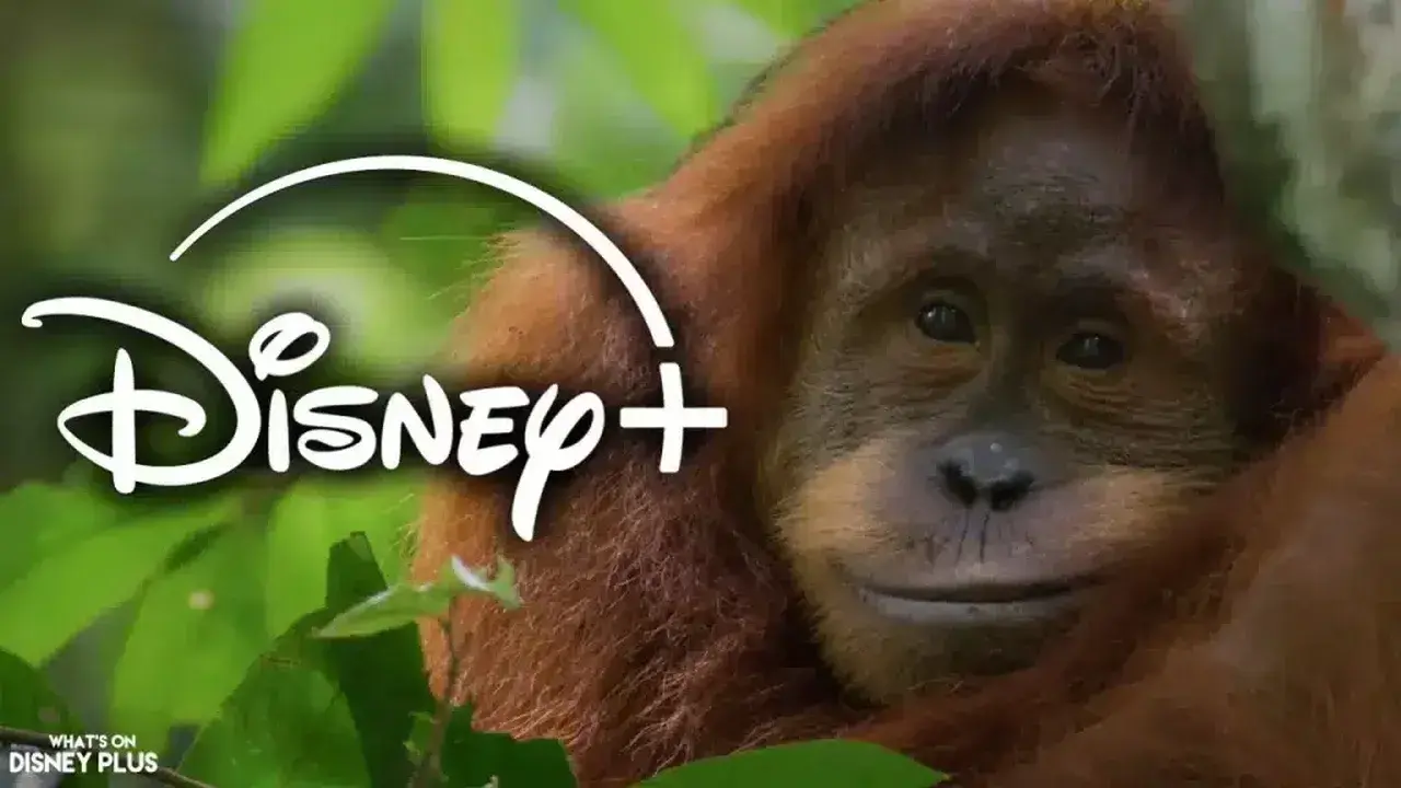 مستند اورانگوتان (Orangutan 2026)