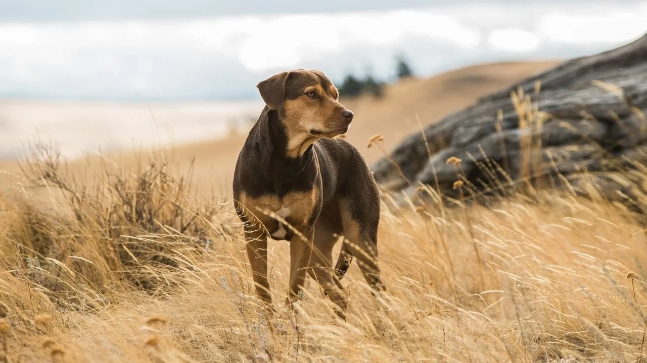 فیلم مسیر بازگشت یک سگ به خانه (A Dog's Way Home 2019)
