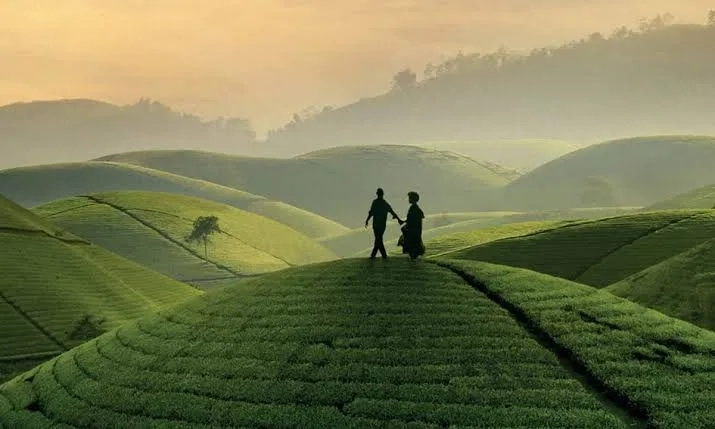 فیلم چای سیاه (Black Tea 2024)