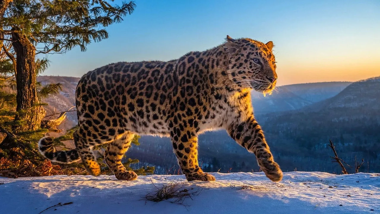 مستند سریالی سیاره یخ زده ۲ (Frozen Planet II 2022)