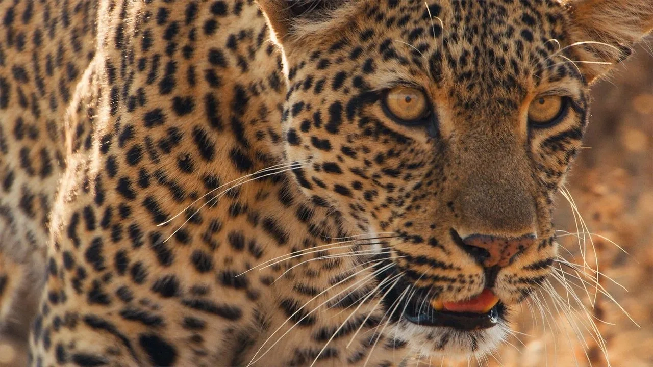مستند پستانداران (Mammals 2024)
