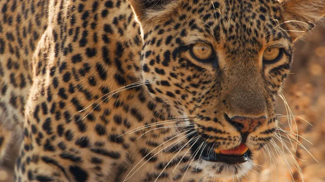 مستند پستانداران (Mammals 2024)