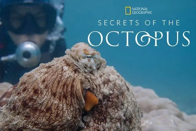 مستند اسرار اختاپوس (Secrets of the Octopus 2024)