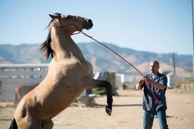فیلم موستانگ (The Mustang 2019)