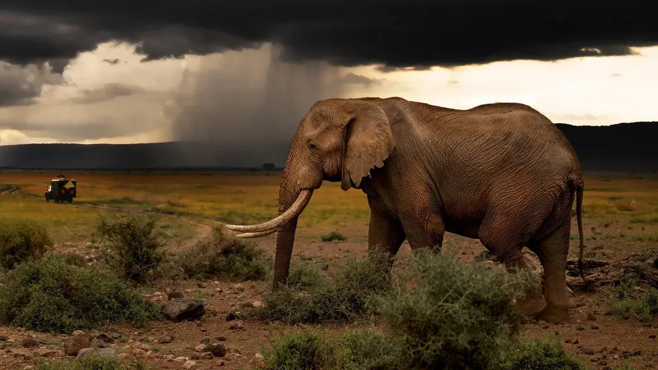 مستند در تعقیب باران (Chasing the Rains 2022)
