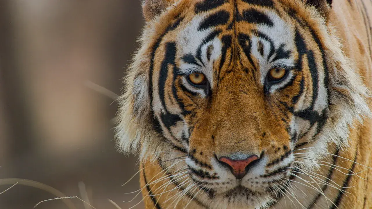 مستند ببر (Tiger 2024)