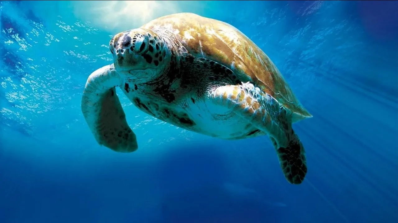 مستند سفر شگفت انگیز لاک پشت (Turtle: The Incredible Journey 2008)