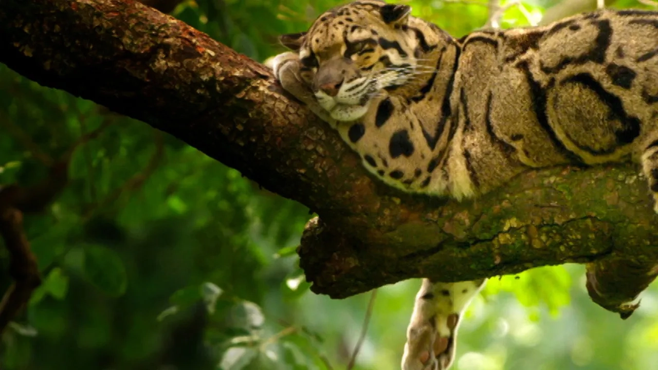 مستند پلنگ های وحشی هند (India's Wild Leopards 2020)