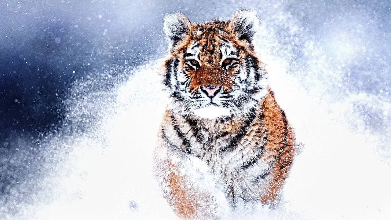 مستند ببرهای وحشی روسیه (Russia's Wild Tiger 2022)