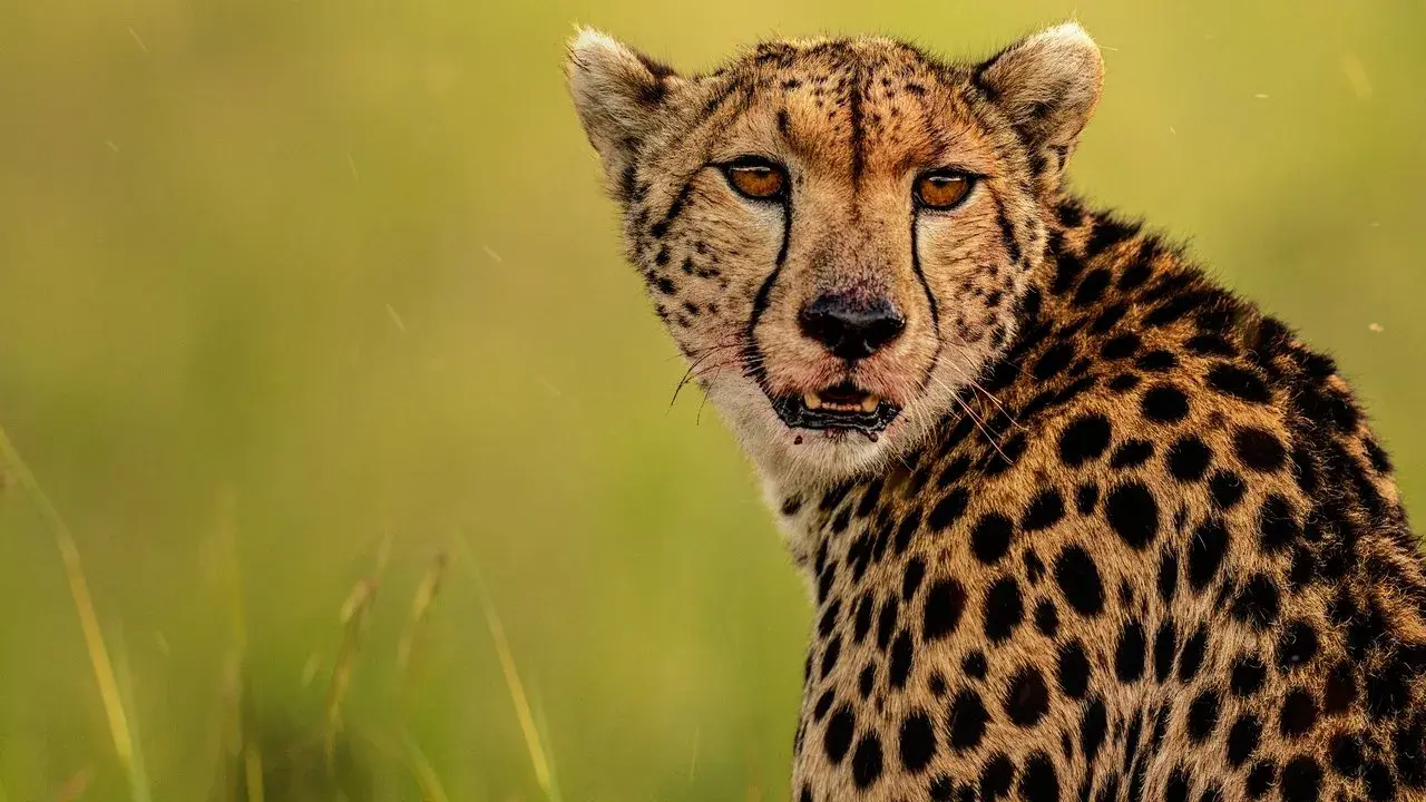 مستند راه یوزپلنگ (The Way of the Cheetah 2022)