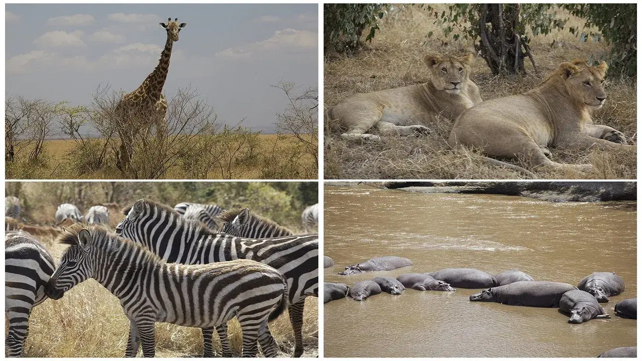 مستند کاوشگران حیات وحش (Safari: Africa 2011)