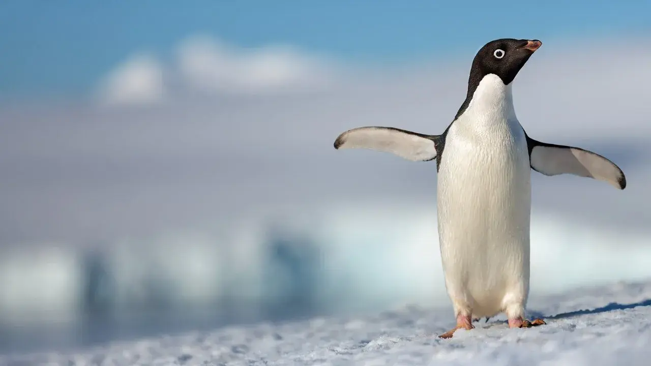 مستند پنگوئن ها (Penguins 2019)