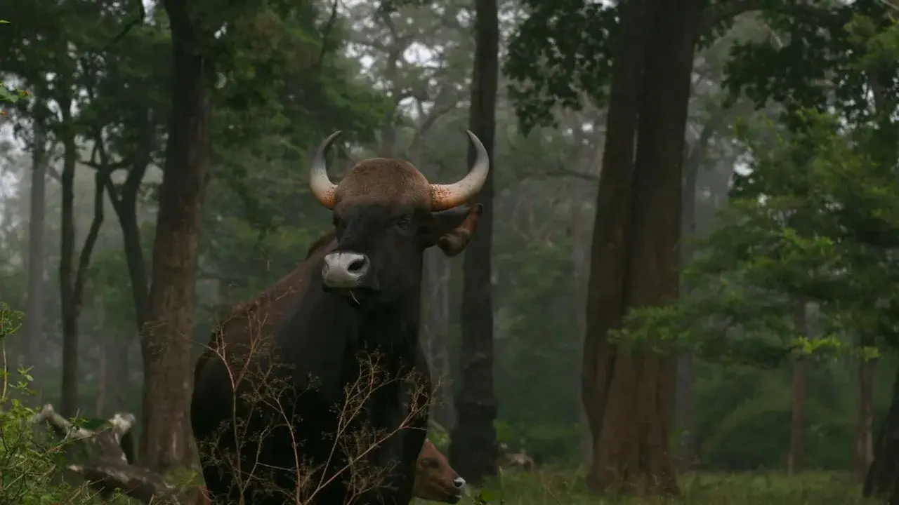 مستند حیات وحش کارناتاکا (Wild Karnataka 2020)