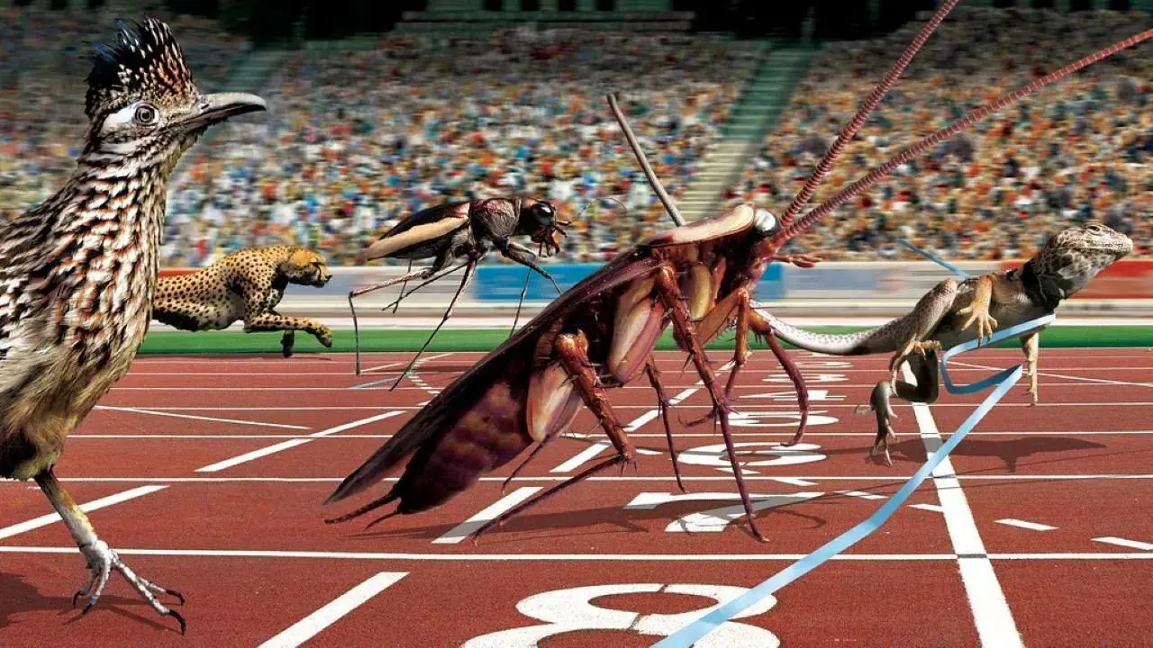 مستند المپیک حیوانات (Animal Games 2004)