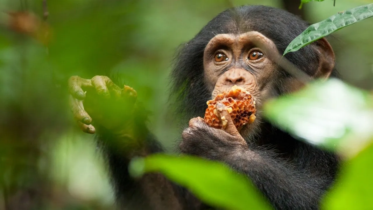مستند شامپانزه (Chimpanzee 2011)