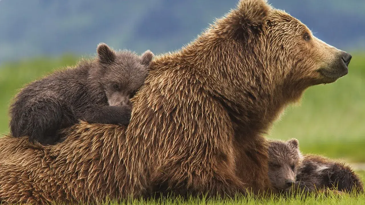 مستند خرس ها (Bears 2014)