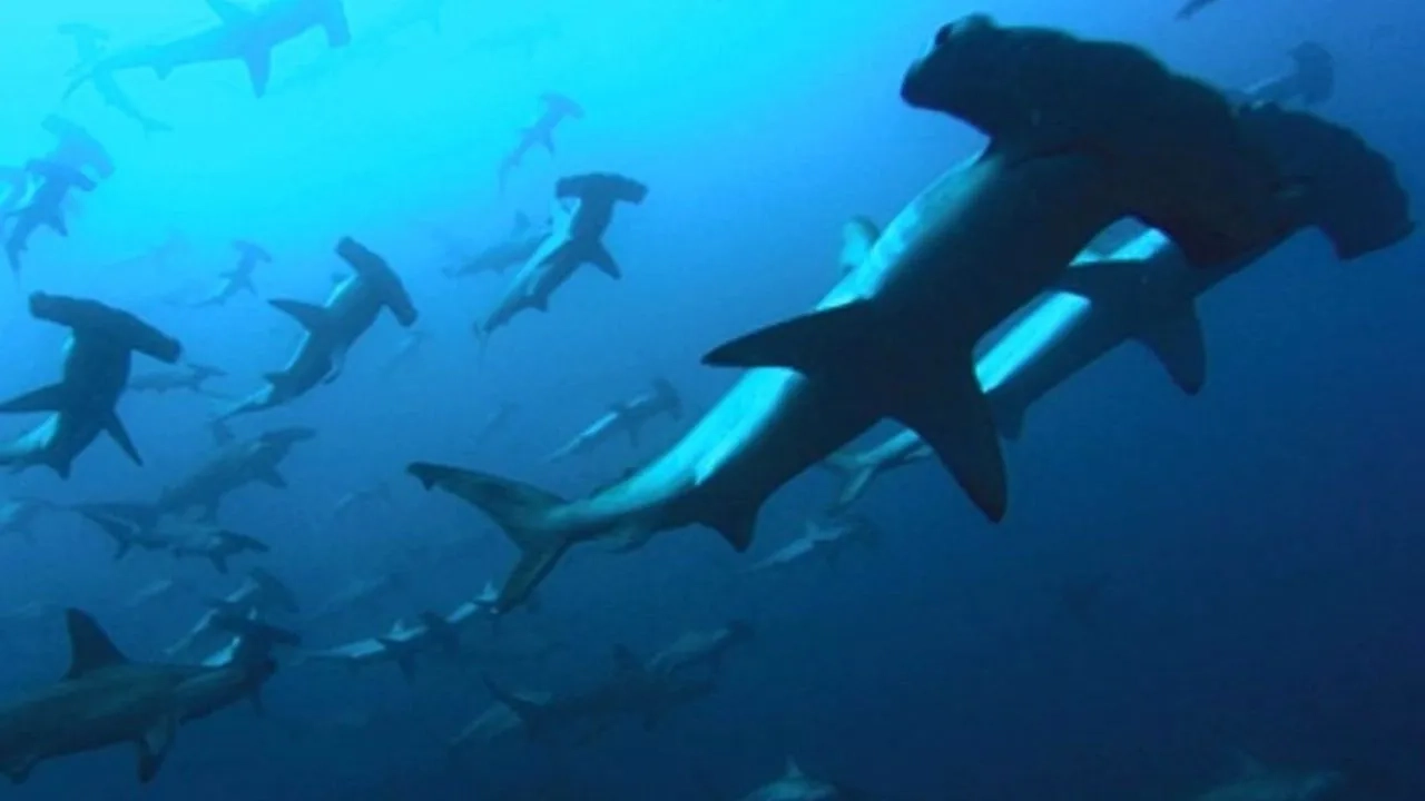 مستند آبی ژرف (Deep Blue 2003)
