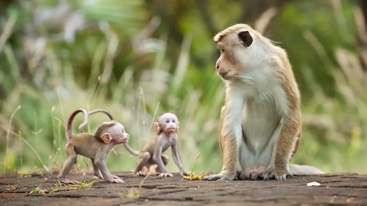 مستند قلمرو میمون ها (Monkey Kingdom 2015)