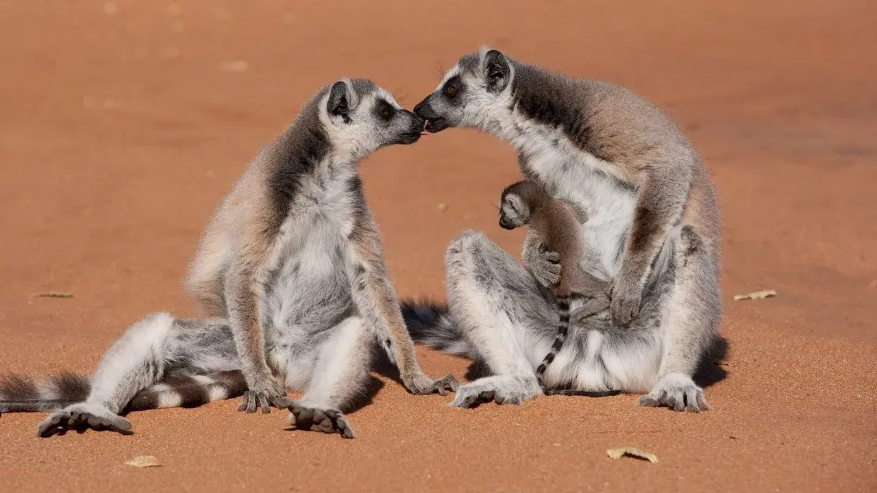 مستند جزیره لمورها: ماداگاسکار (Island of Lemurs: Madagascar 2014)